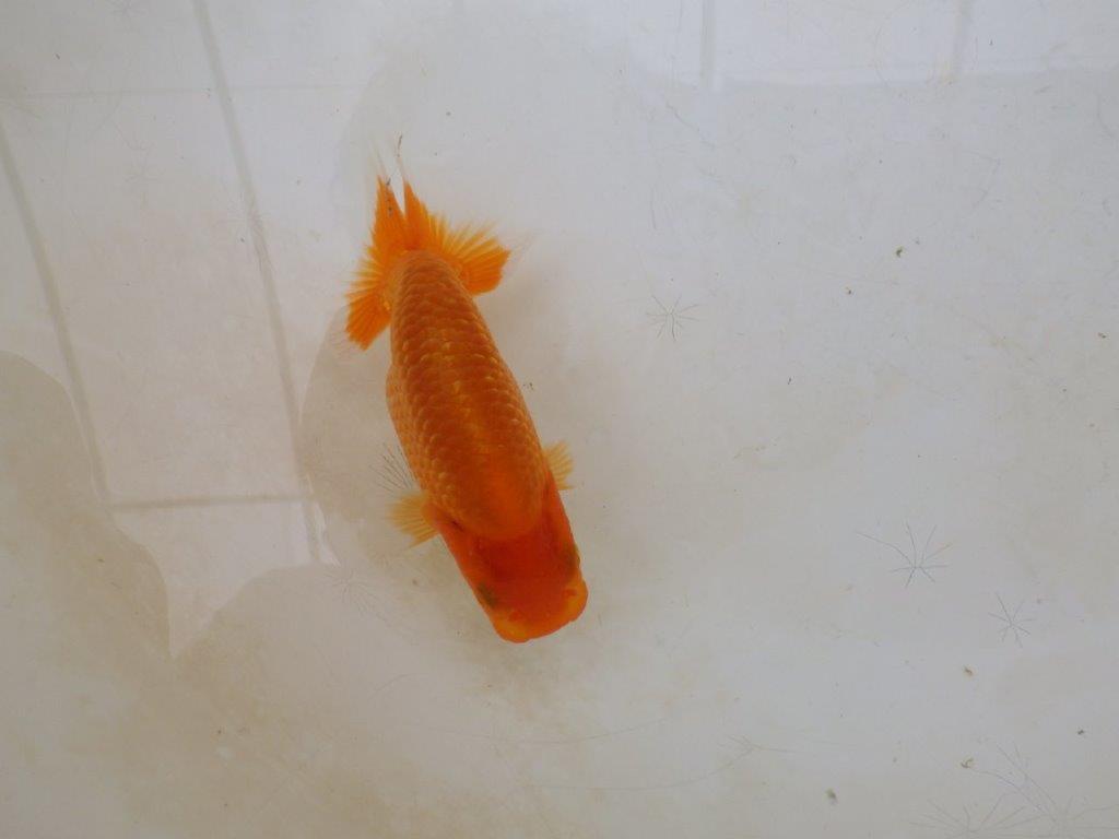 【愛知M 様】魚っぷりの良い粋な当歳らんちゅう 約10㎝