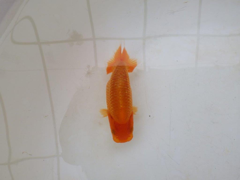 【愛知M 様】魚っぷりの良い粋な当歳らんちゅう 約10㎝
