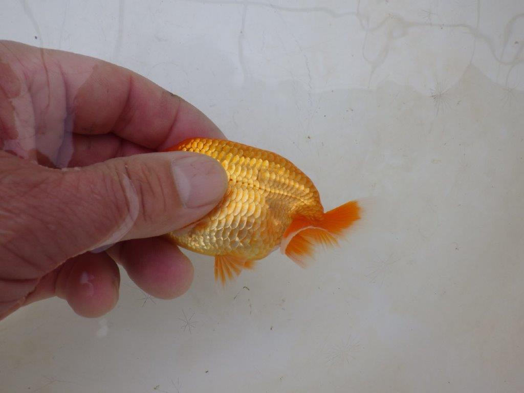 【愛知M 様】魚っぷりの良い粋な当歳らんちゅう 約10㎝