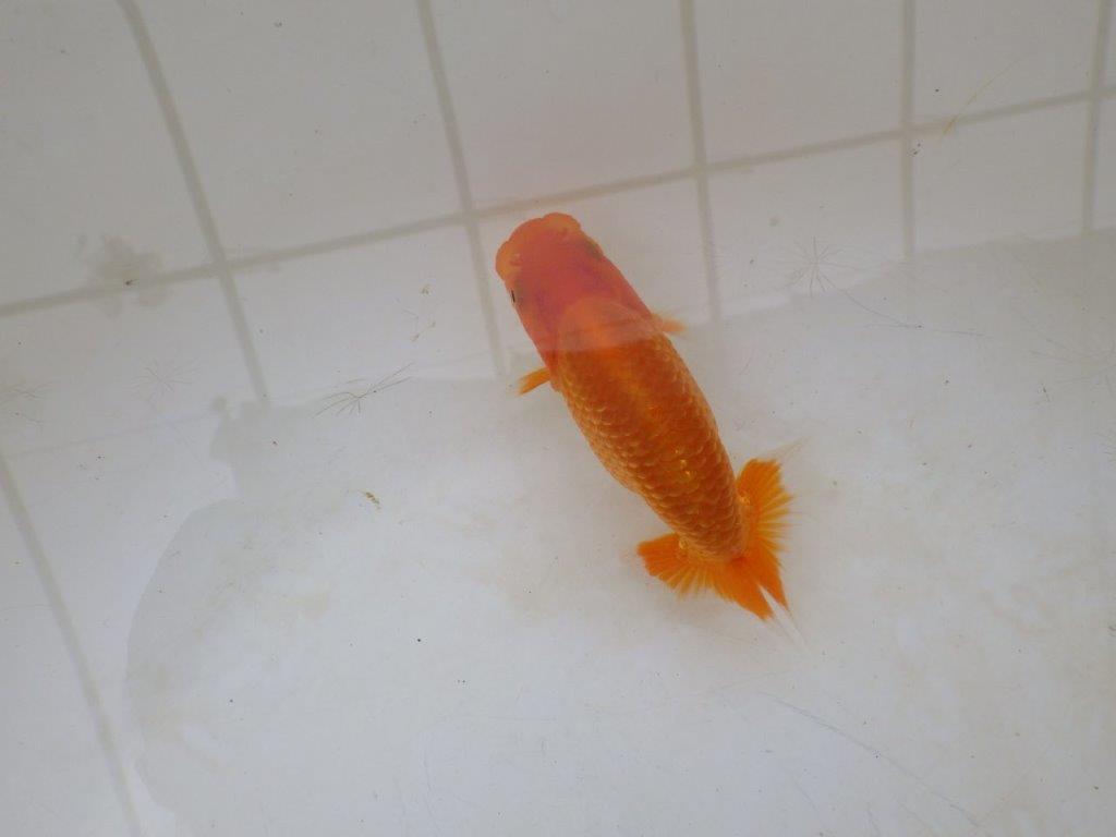 【愛知M 様】魚っぷりの良い粋な当歳らんちゅう  約10㎝の上身