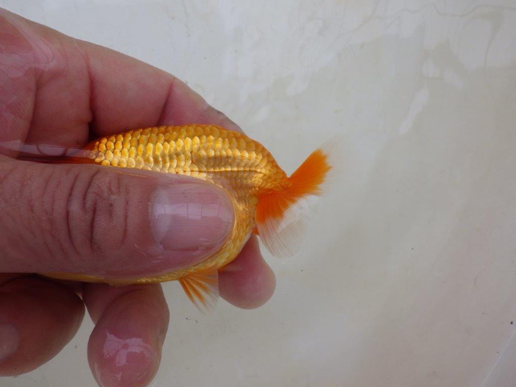 【愛知M 様】魚っぷりの良い粋な当歳らんちゅう 約10㎝