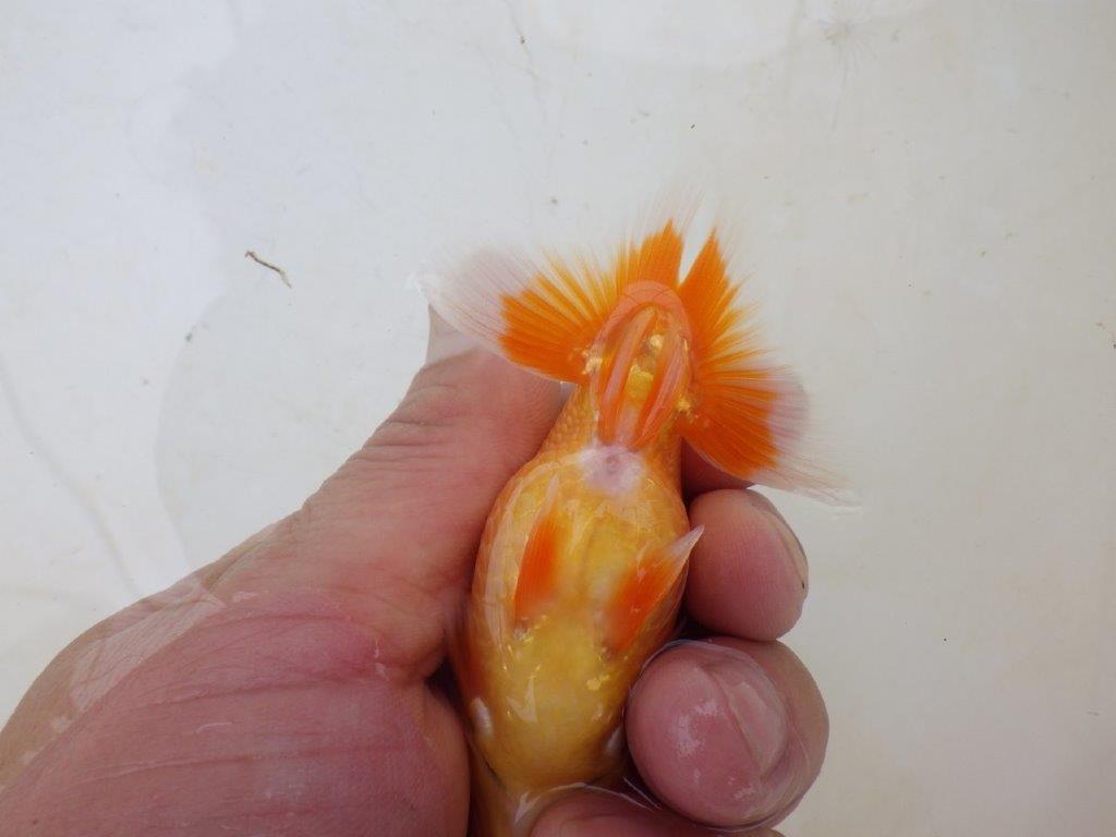 【愛知M 様】魚っぷりの良い粋な当歳らんちゅう 約10㎝