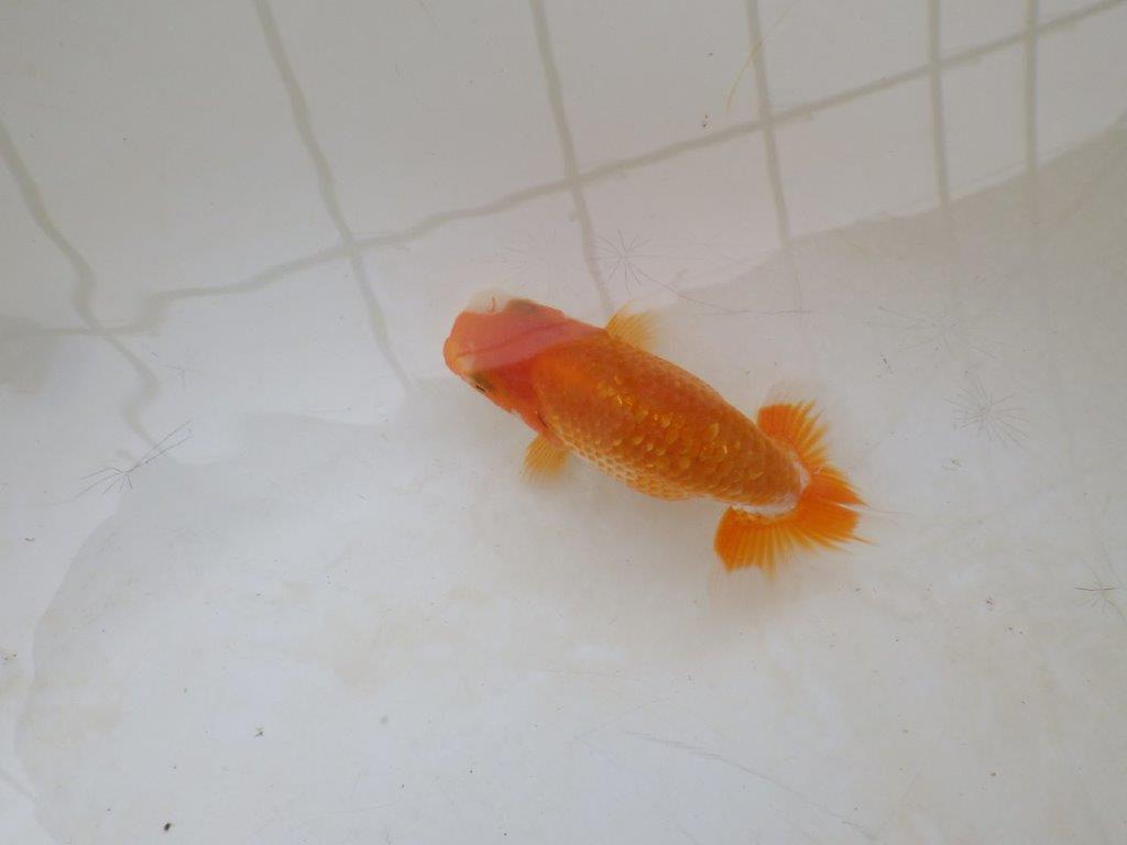 【愛知M 様】飼い込みお勧め！当歳らんちゅう  約9,5㎝
