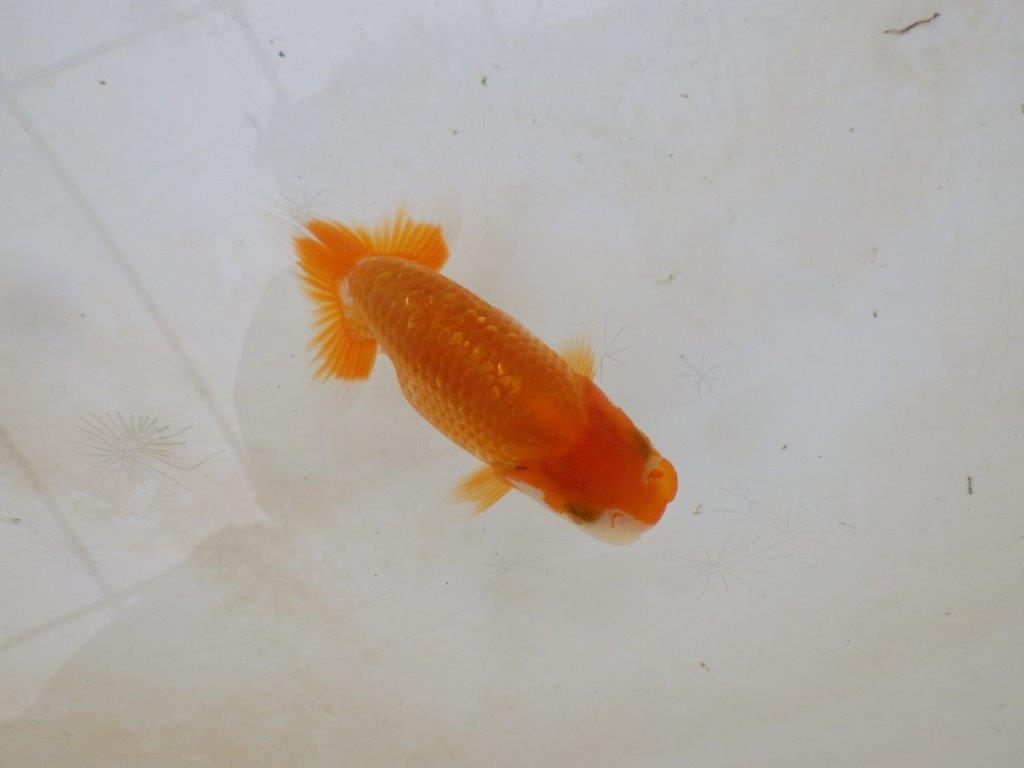 【愛知M 様】飼い込みお勧め！当歳らんちゅう  約9,5㎝の上身