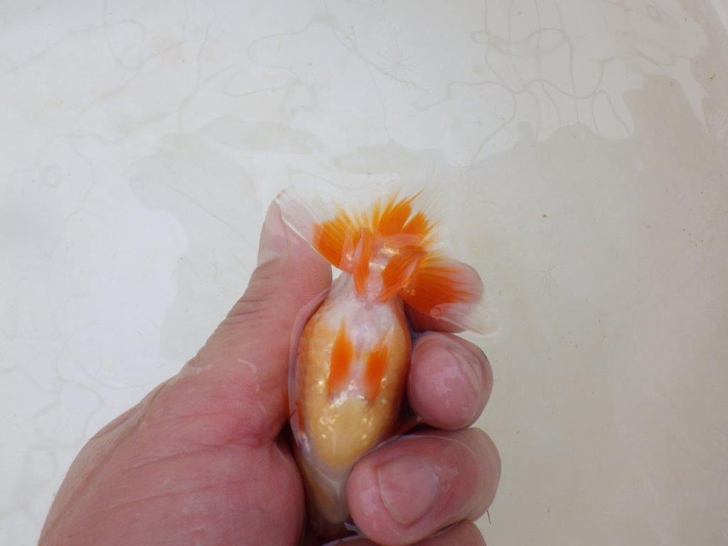 【愛知M 様】飼い込みお勧め！当歳らんちゅう  約9,5㎝