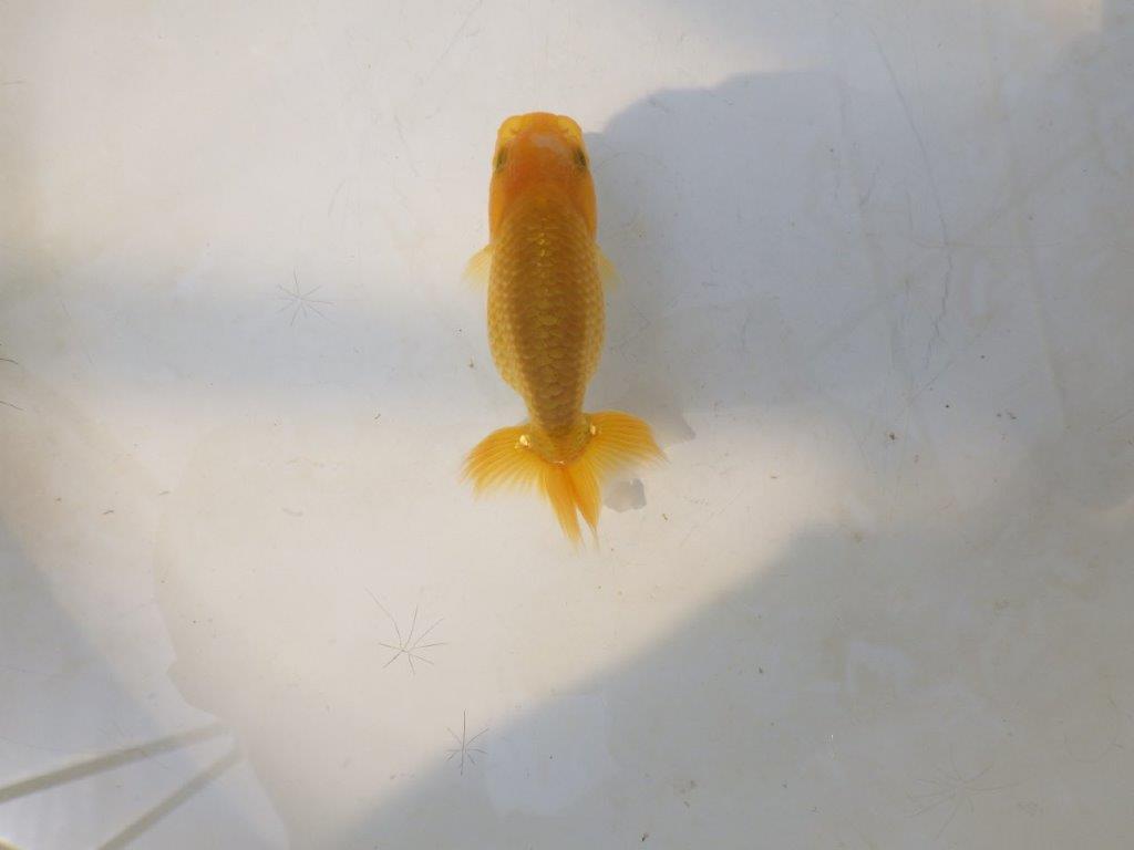【愛知超優良系統 】綺麗な赤勝ち更紗　当歳らんちゅう約7,5~8cm