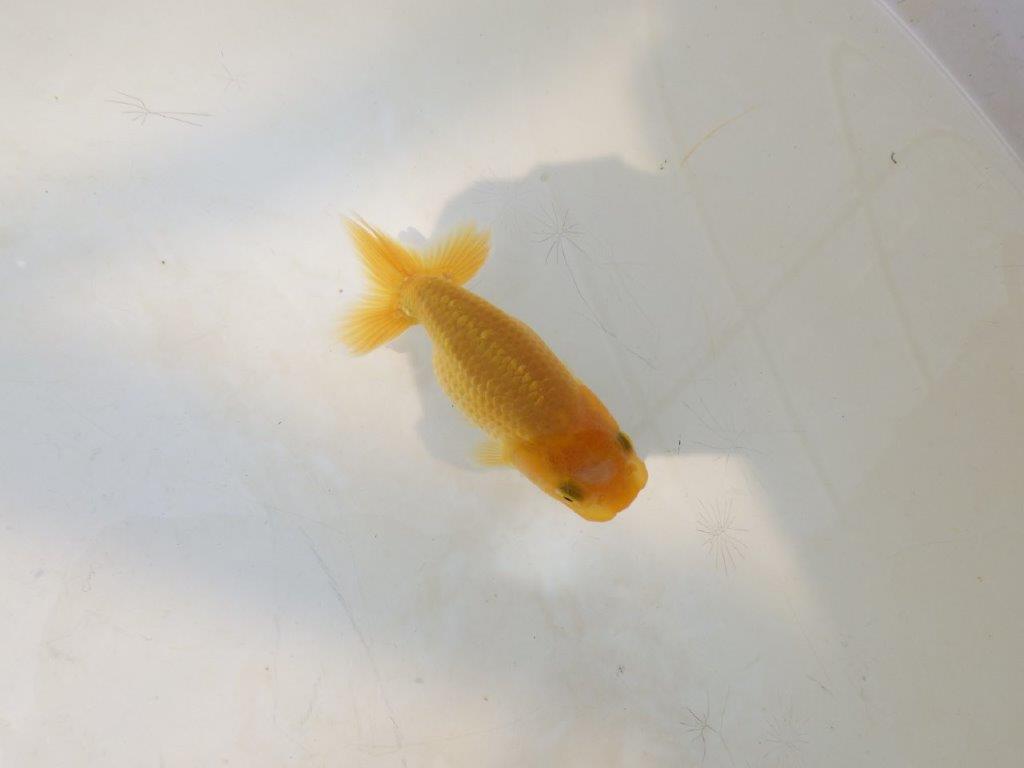 【愛知超優良系統 】綺麗な赤勝ち更紗　当歳らんちゅう約7,5~8cm
