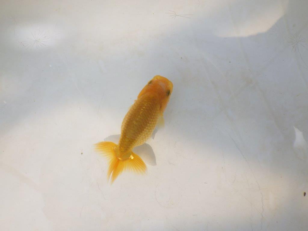 【愛知超優良系統 】綺麗な赤勝ち更紗　当歳らんちゅう約7,5~8cm