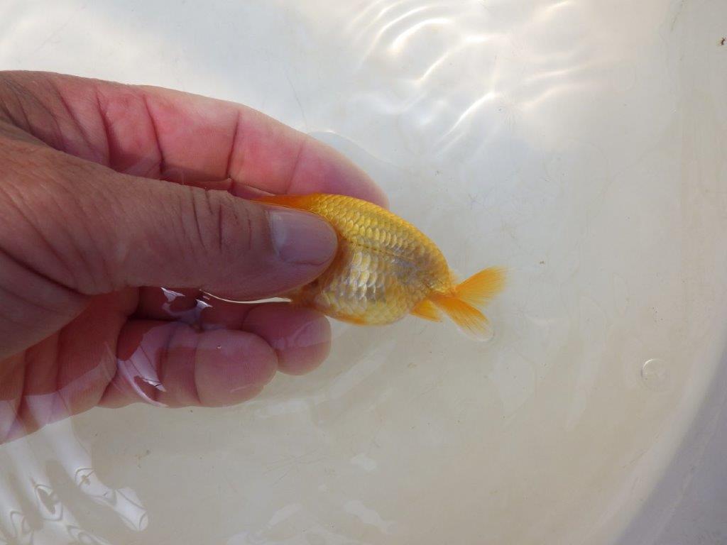 【愛知超優良系統 】綺麗な赤勝ち更紗　当歳らんちゅう約7,5~8cm