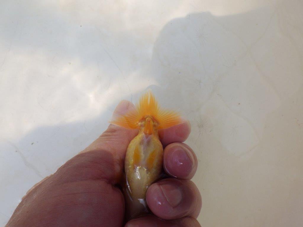 【愛知超優良系統 】綺麗な赤勝ち更紗　当歳らんちゅう約7,5~8cm