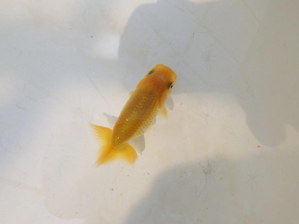 【愛知超優良系統 】しっかりした体系の更紗 当歳らんちゅう約7,5~8cm