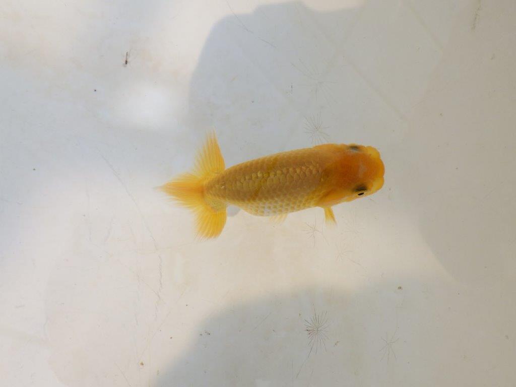【愛知超優良系統 】しっかりした体系の更紗 当歳らんちゅう約7,5~8cm