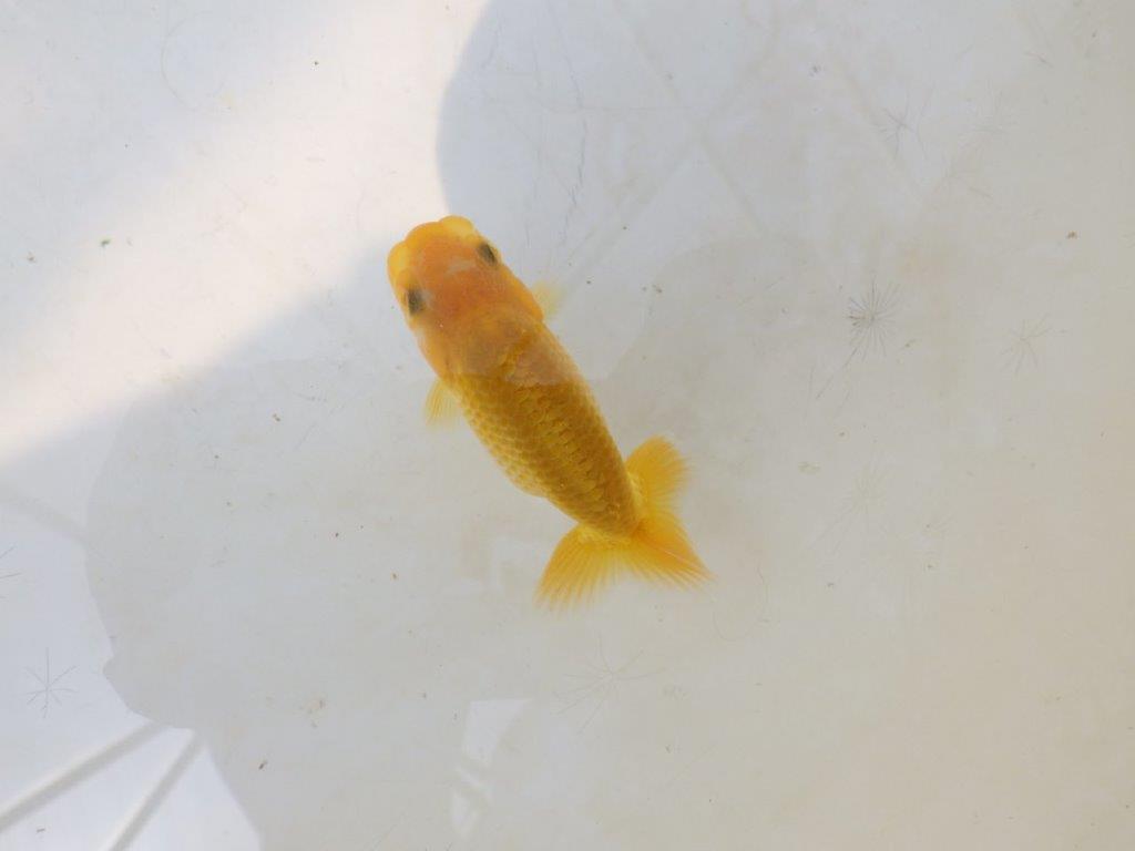 【愛知超優良系統 】しっかりした体系の更紗 当歳らんちゅう約7,5~8cm