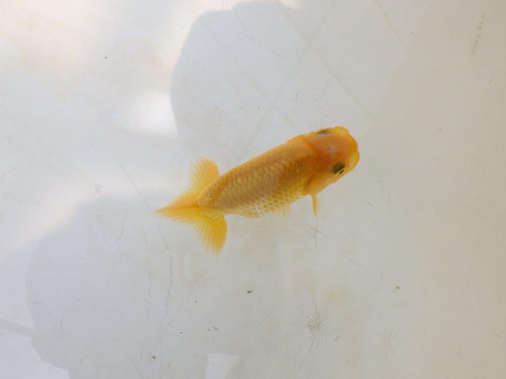 【愛知超優良系統 】しっかりした体系の更紗 当歳らんちゅう約7,5~8cm