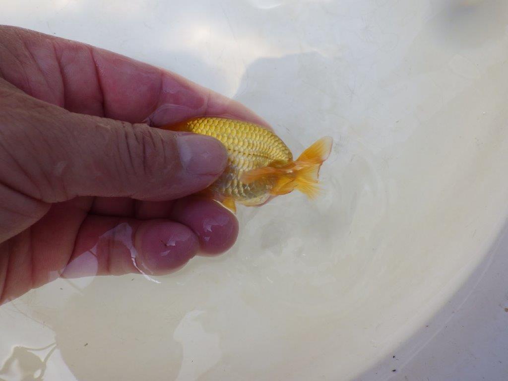 【愛知超優良系統 】しっかりした体系の更紗 当歳らんちゅう約7,5~8cm