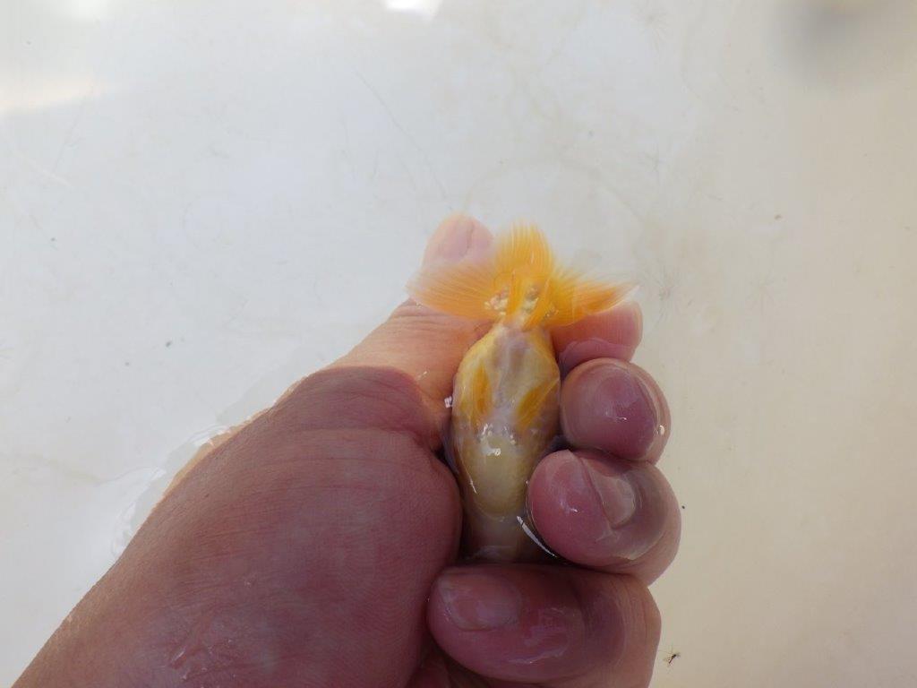 【愛知超優良系統 】しっかりした体系の更紗 当歳らんちゅう約7,5~8cm