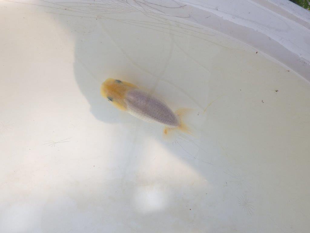 【愛知超優良系統 】背中のラインが美しい白 当歳らんちゅう約8~8,5cm