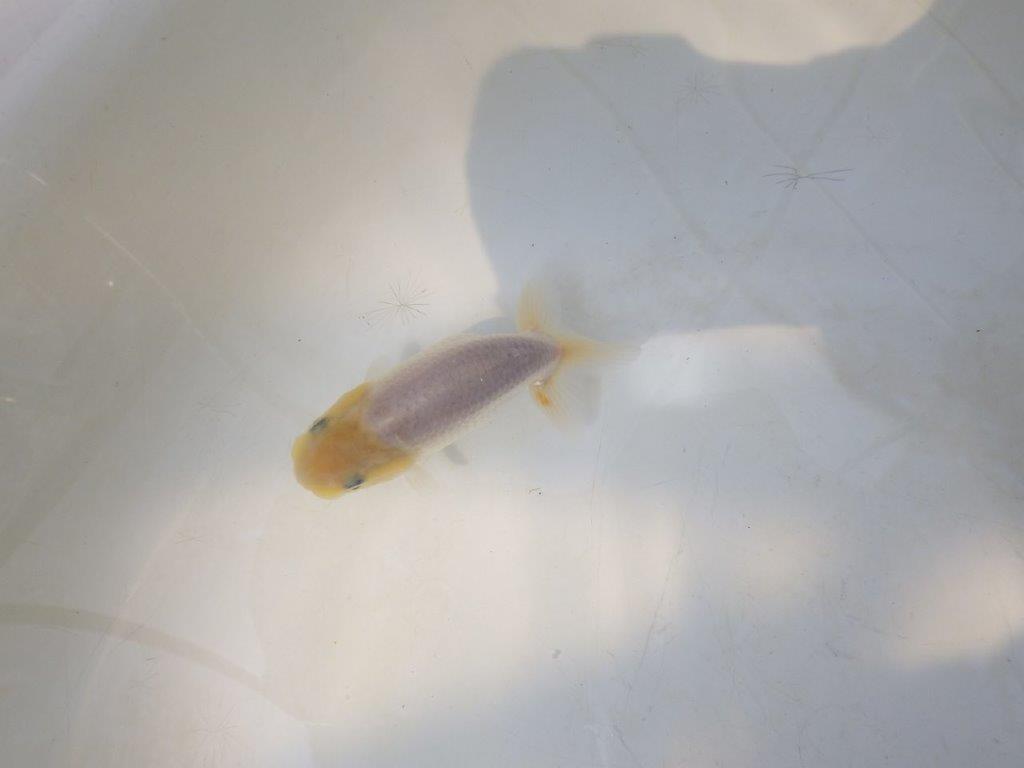 【愛知超優良系統 】背中のラインが美しい白 当歳らんちゅう約8~8,5cm