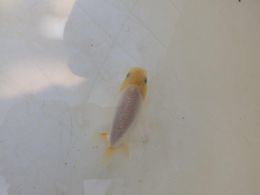 【愛知超優良系統 】背中のラインが美しい白 当歳らんちゅう約8~8,5cm