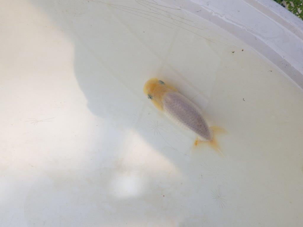 【愛知超優良系統 】背中のラインが美しい白 当歳らんちゅう約8~8,5cm