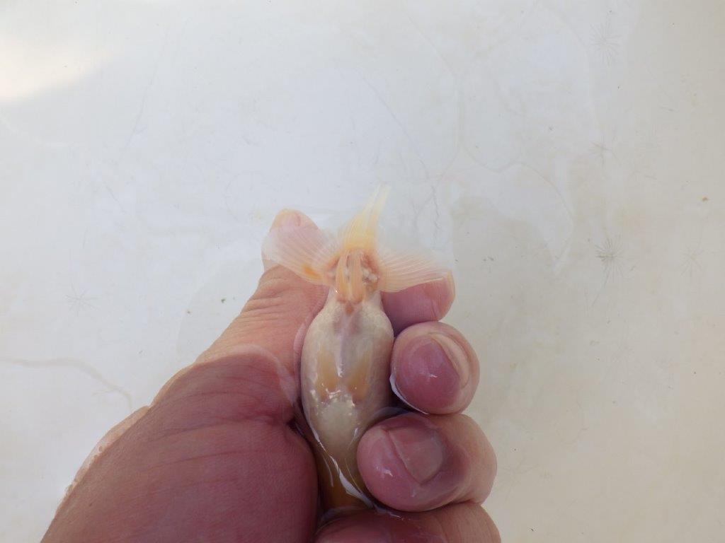 【愛知超優良系統 】背中のラインが美しい白 当歳らんちゅう約8~8,5cm