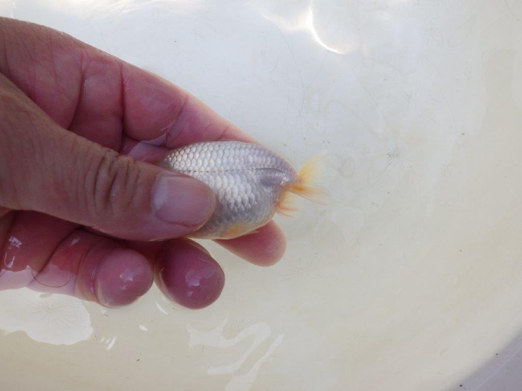 【愛知超優良系統 】背中のラインが美しい白 当歳らんちゅう約8~8,5cm
