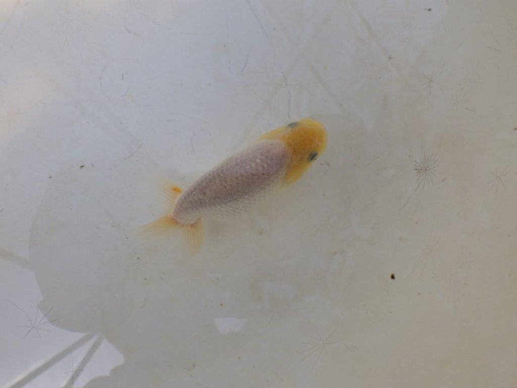 【愛知超優良系統 】背中のラインが美しい白 当歳らんちゅう約8~8,5cm