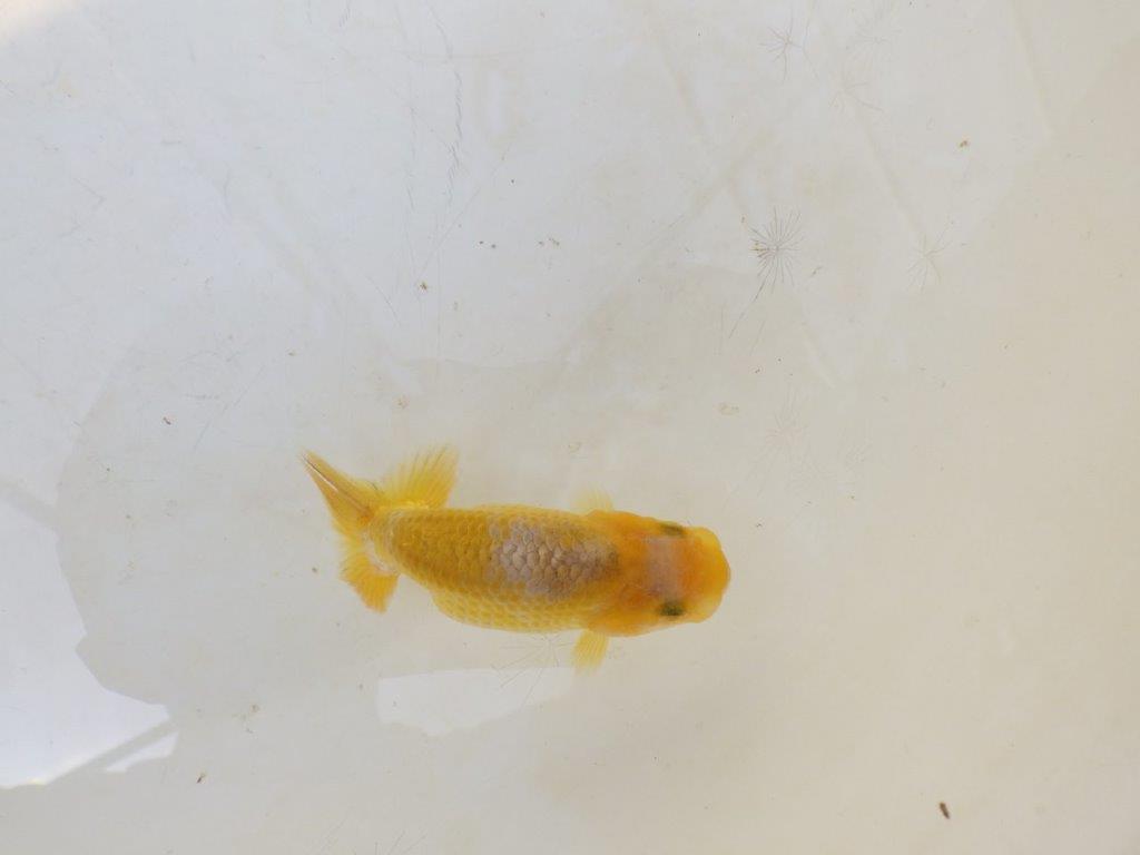 【愛知超優良系統 】今後の成長が楽しみな更紗 当歳らんちゅう約7,5~8cm