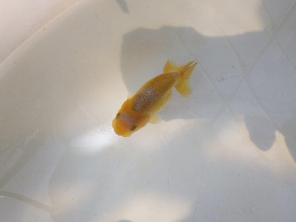 【愛知超優良系統 】今後の成長が楽しみな更紗 当歳らんちゅう約7,5~8cm