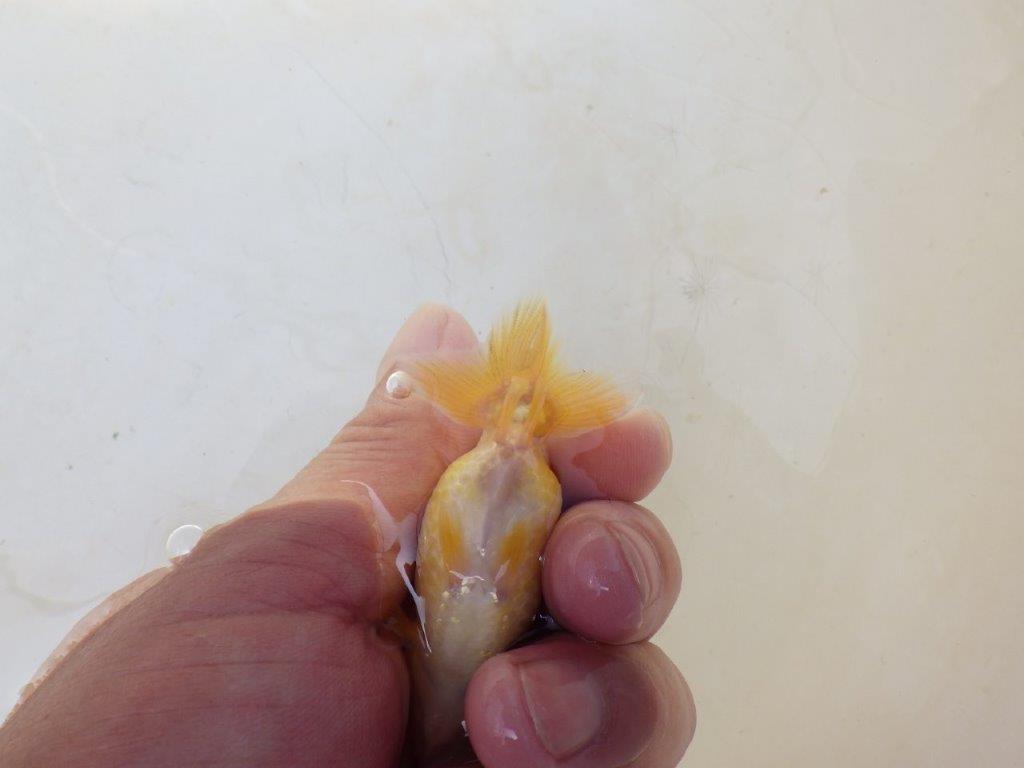 【愛知超優良系統 】今後の成長が楽しみな更紗 当歳らんちゅう約7,5~8cm