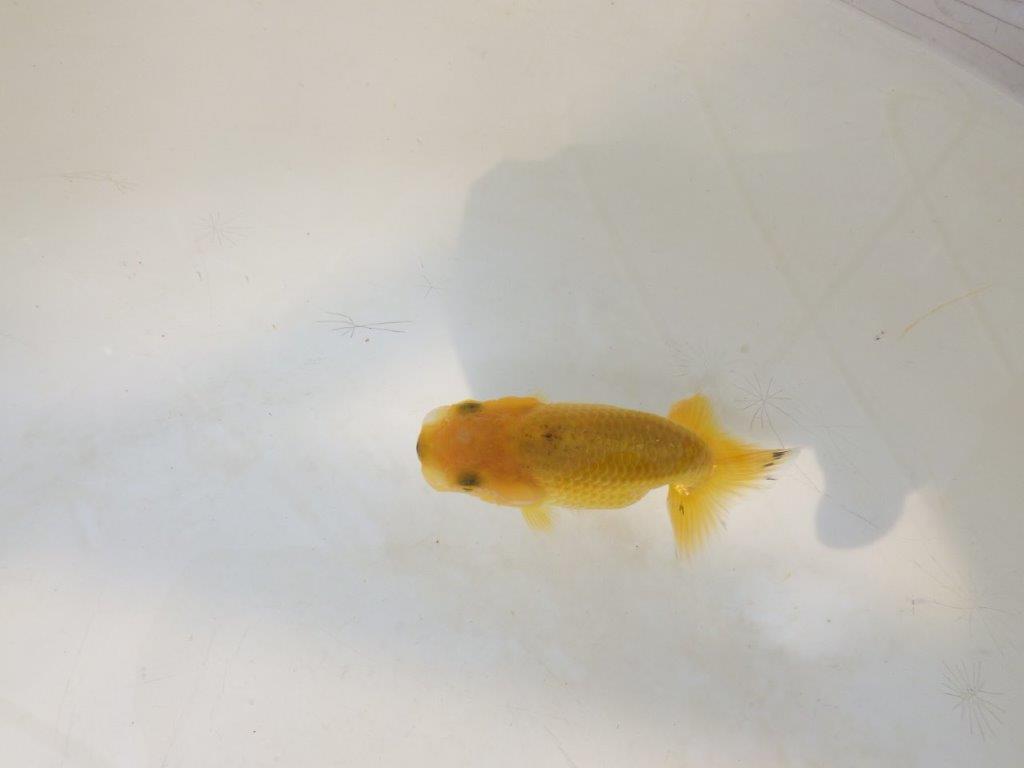 【愛知超優良系統 】来春の種にもお勧めな更紗 当歳らんちゅう約7,5~8cm