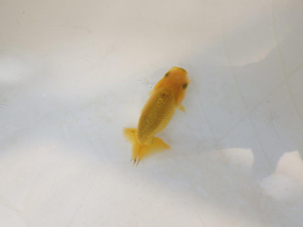 【愛知超優良系統 】来春の種にもお勧めな更紗 当歳らんちゅう約7,5~8cm