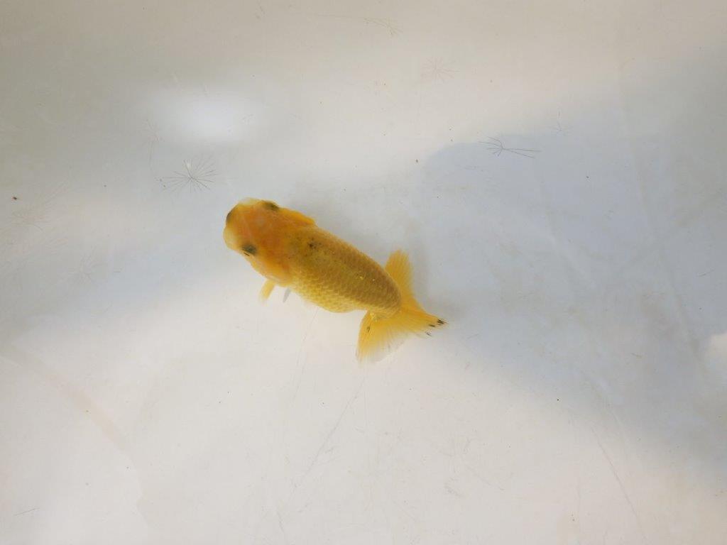 【愛知超優良系統 】来春の種にもお勧めな更紗 当歳らんちゅう約7,5~8cm
