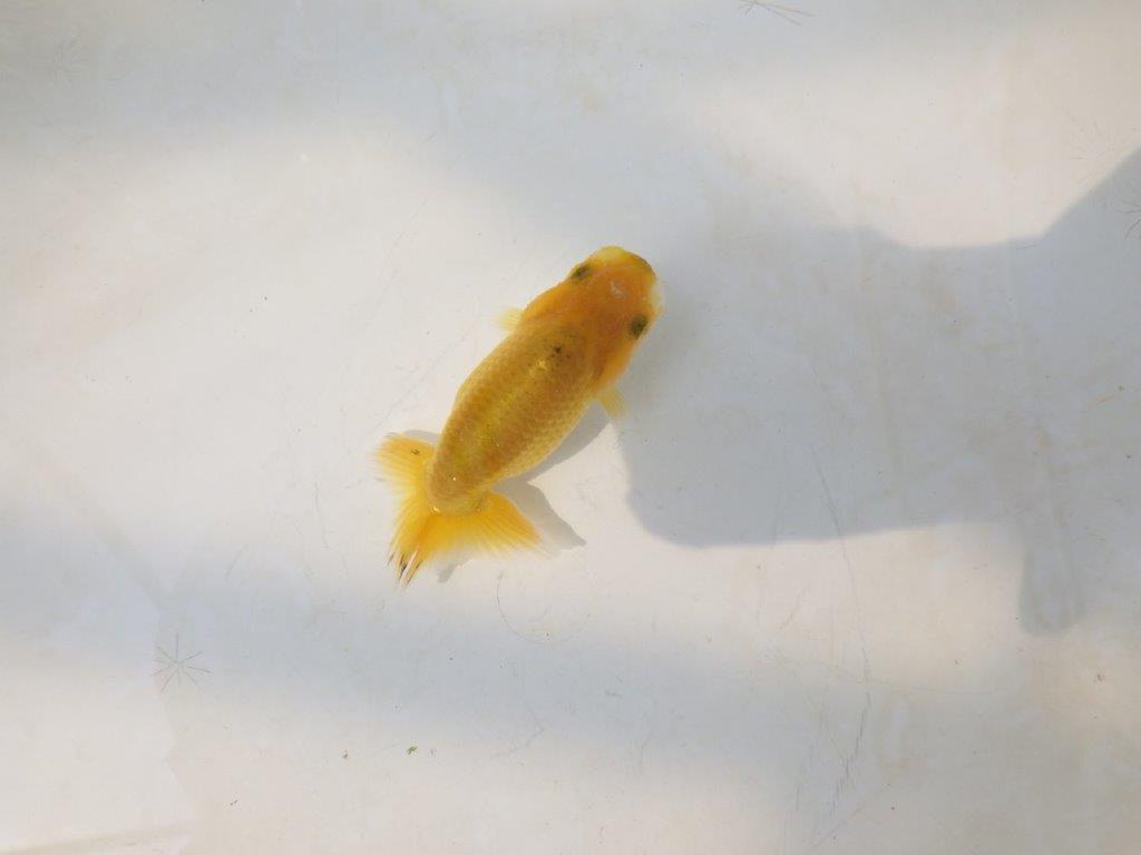 【愛知超優良系統 】来春の種にもお勧めな更紗 当歳らんちゅう約7,5~8cm