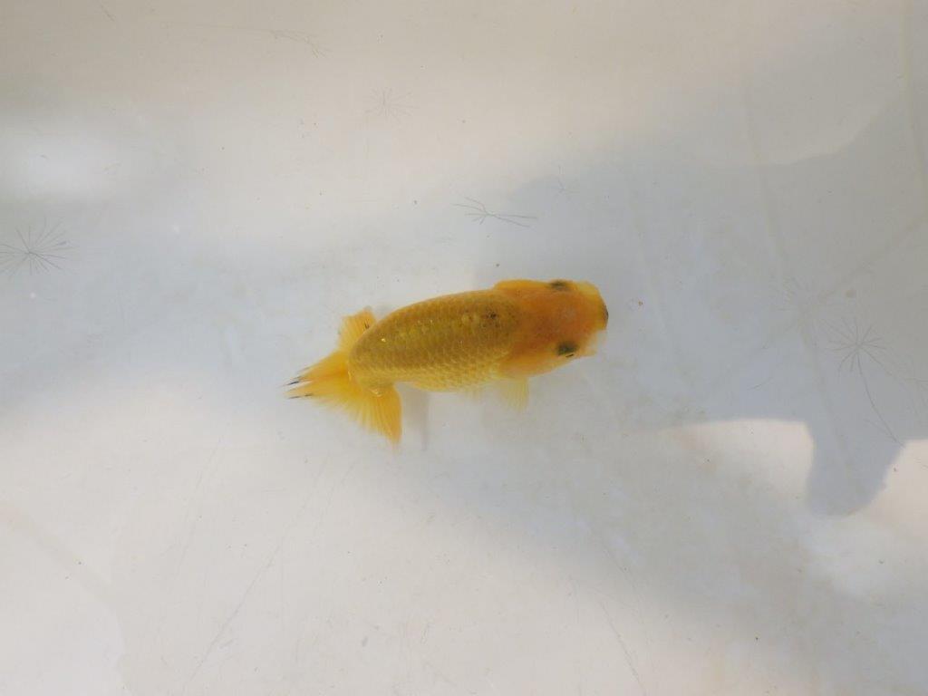 【愛知超優良系統 】来春の種にもお勧めな更紗 当歳らんちゅう約7,5~8cm