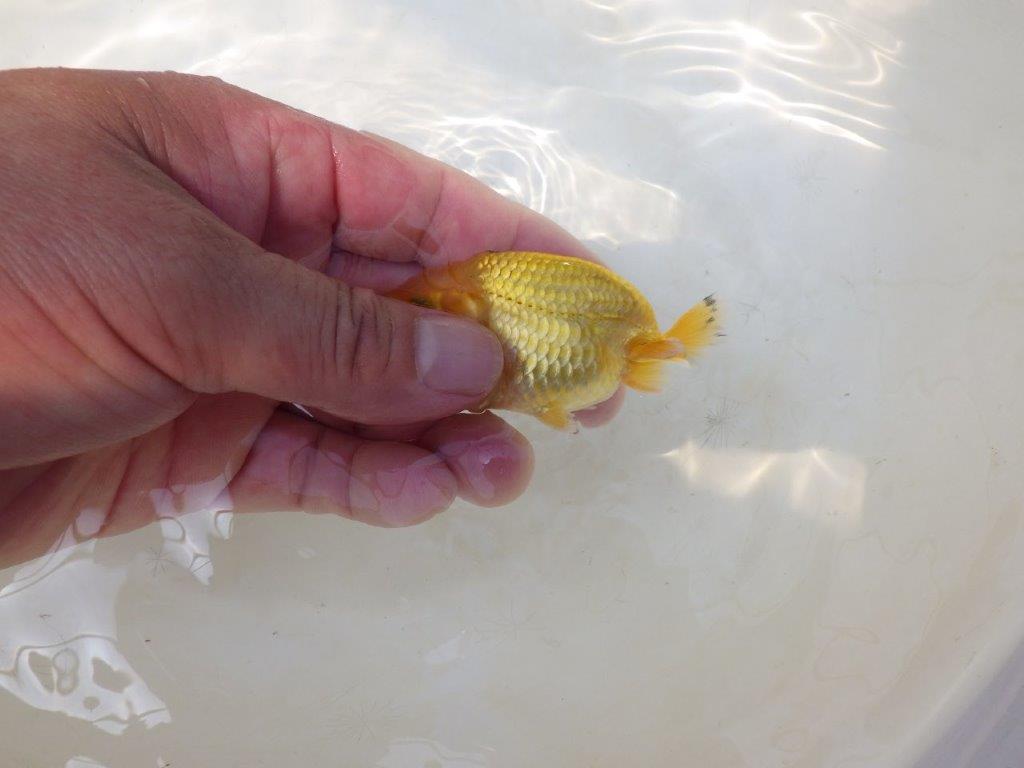 【愛知超優良系統 】来春の種にもお勧めな更紗 当歳らんちゅう約7,5~8cm