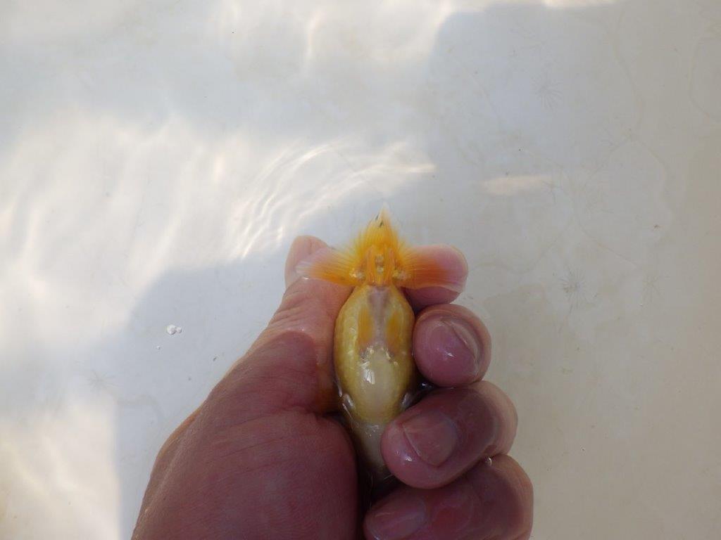【愛知超優良系統 】来春の種にもお勧めな更紗 当歳らんちゅう約7,5~8cm