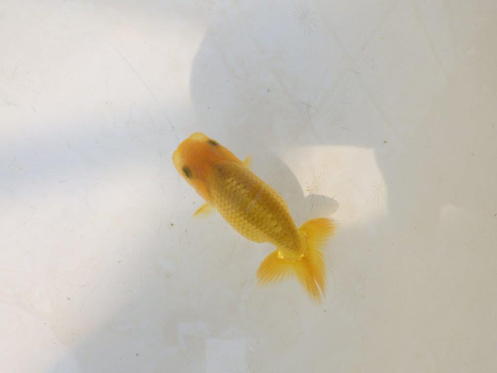 【愛知超優良系統 】先行きが気になる逸材 当歳らんちゅう約7,5~8cm