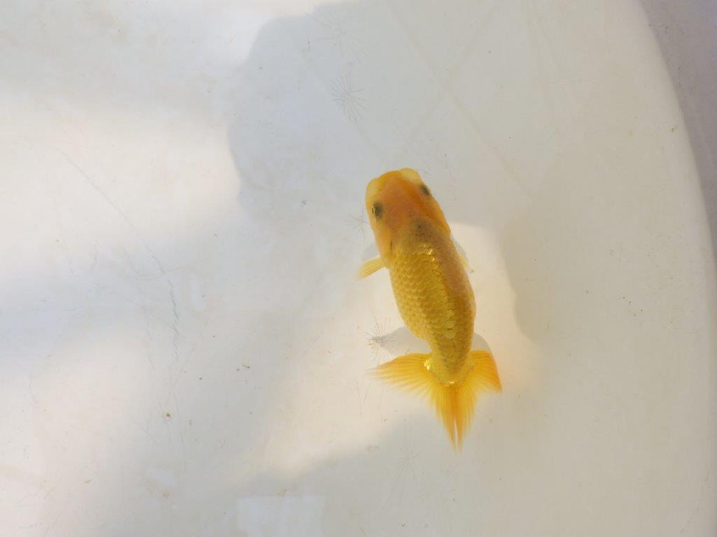 【愛知超優良系統 】先行きが気になる逸材 当歳らんちゅう約7,5~8cm