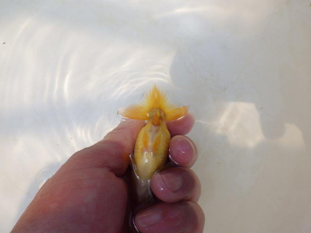 【愛知超優良系統 】先行きが気になる逸材 当歳らんちゅう約7,5~8cm