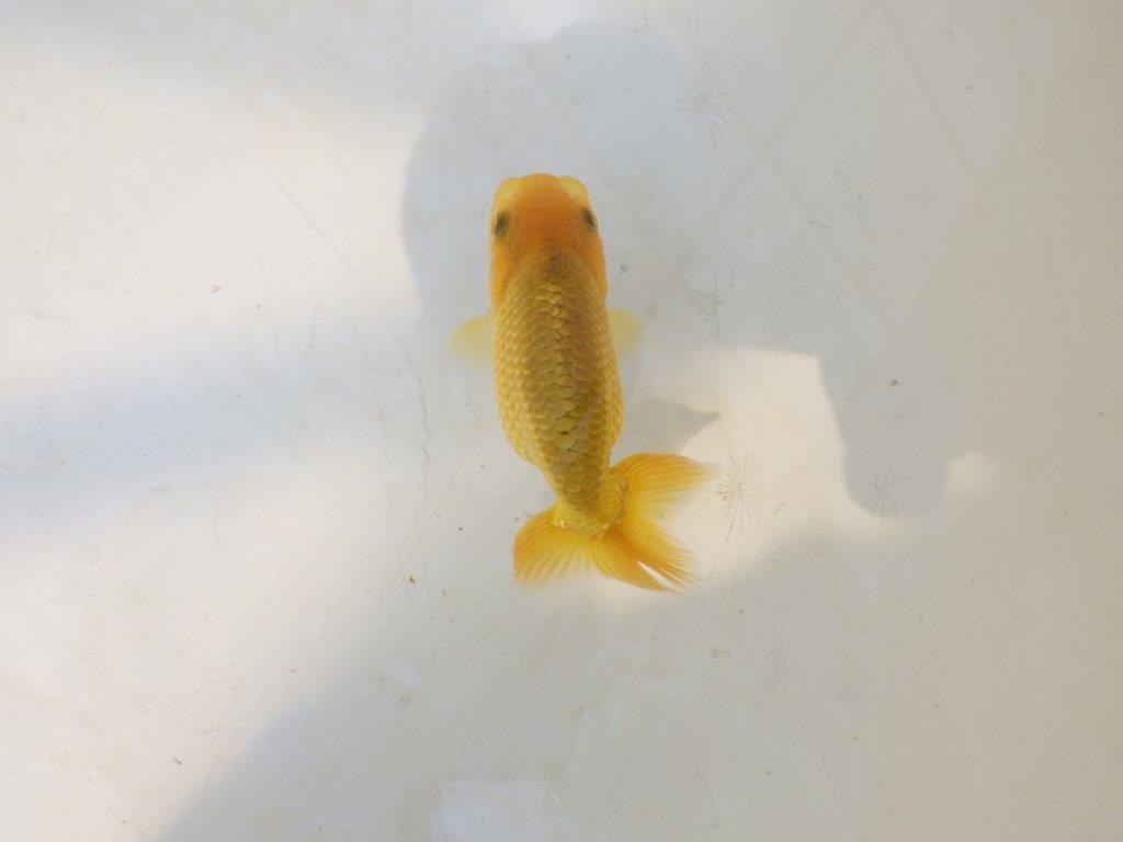 【愛知超優良系統 】先行きが気になる逸材 当歳らんちゅう約7,5~8cm