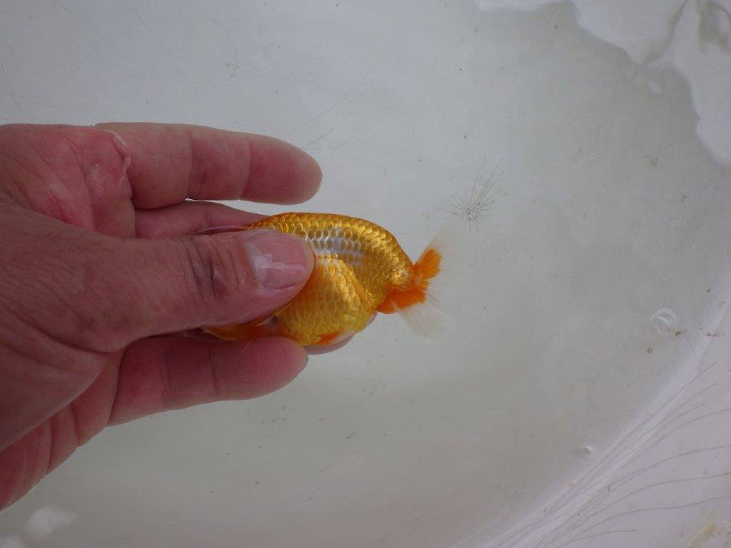 【 約１週間の期間限定販売】頭の雰囲気が良い　約9,5㎝　性別不明【 岡山村上暢彦氏作】