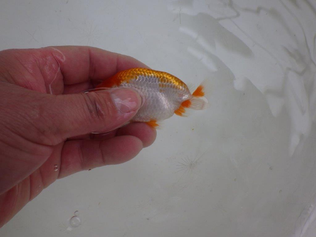 【 約１週間の期間限定販売】綺麗な柄の更紗　約9㎝　性別不明【 岡山村上暢彦氏作】