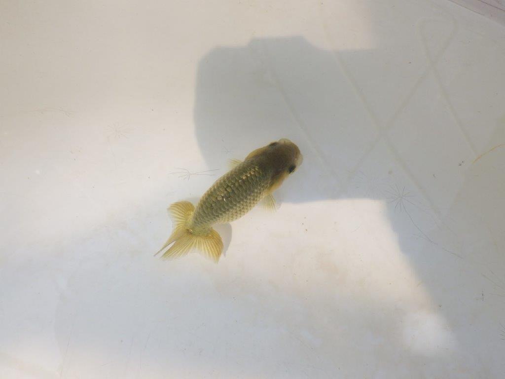 【愛知超優良系統 】いろがわりお楽しみ 当歳らんちゅう約7,5~8cm