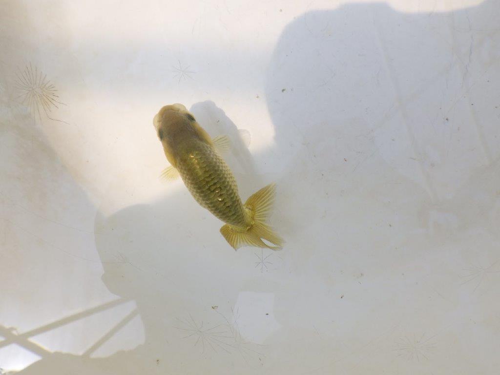 【愛知超優良系統 】いろがわりお楽しみ 当歳らんちゅう約7,5~8cm