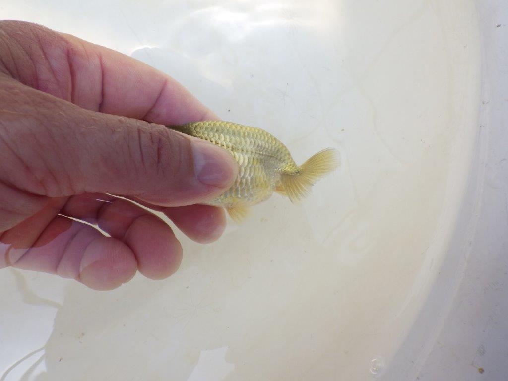 【愛知超優良系統 】いろがわりお楽しみ 当歳らんちゅう約7,5~8cm
