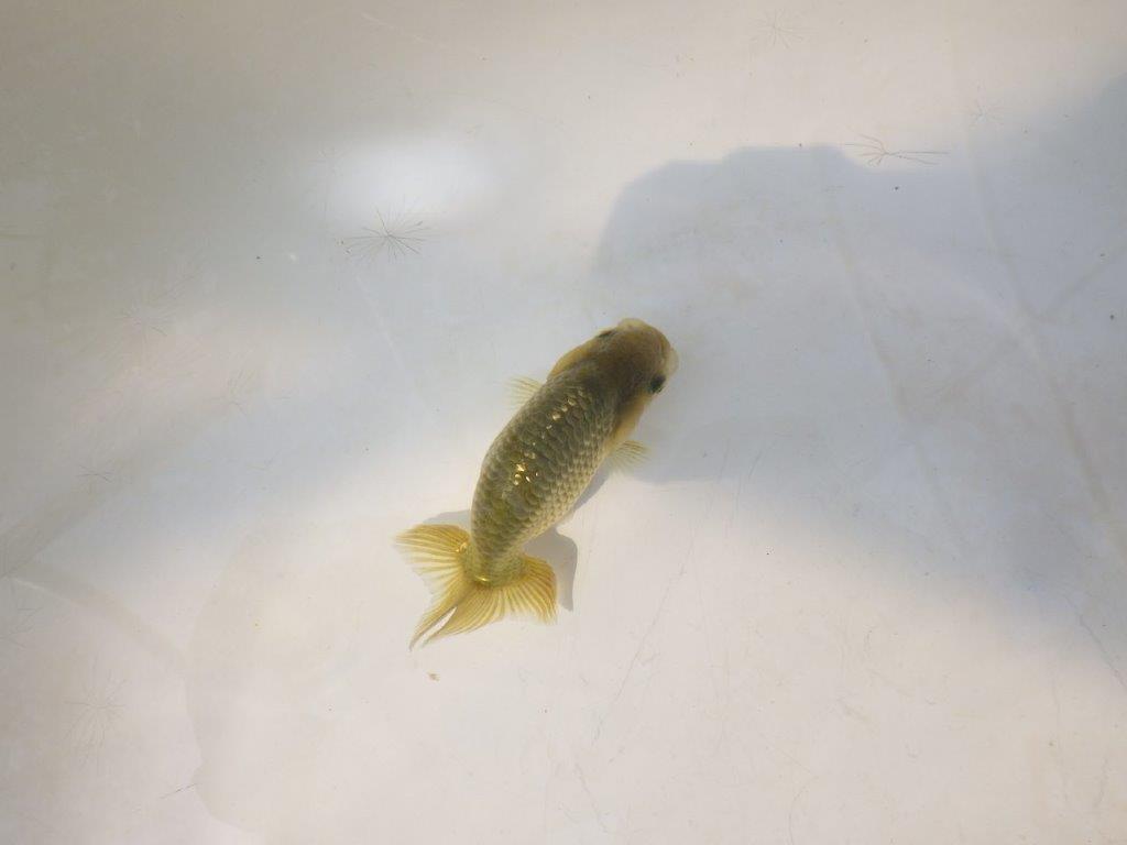 【愛知超優良系統 】いろがわりお楽しみ 当歳らんちゅう約7,5~8cm