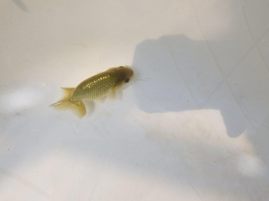 【愛知超優良系統 】いろがわりお楽しみ 当歳らんちゅう約7,5~8cm