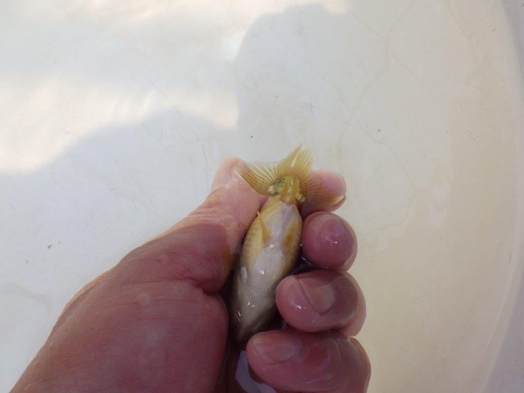 【愛知超優良系統 】いろがわりお楽しみ 当歳らんちゅう約7,5~8cm