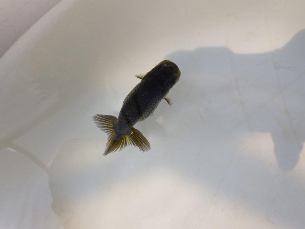 【愛知超優良系統 】様々な楽しみがある黒仔！　当歳らんちゅう約7,5~8cm